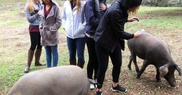 Aracena Pig Farm Visit From Sevilla