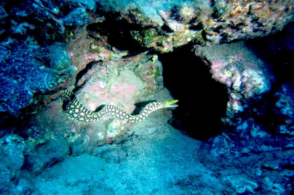 Dives Packages with Transfers in Tenerife