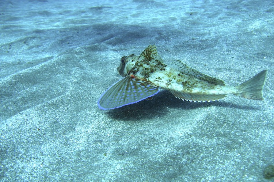 Dives Packages with Transfers in Tenerife