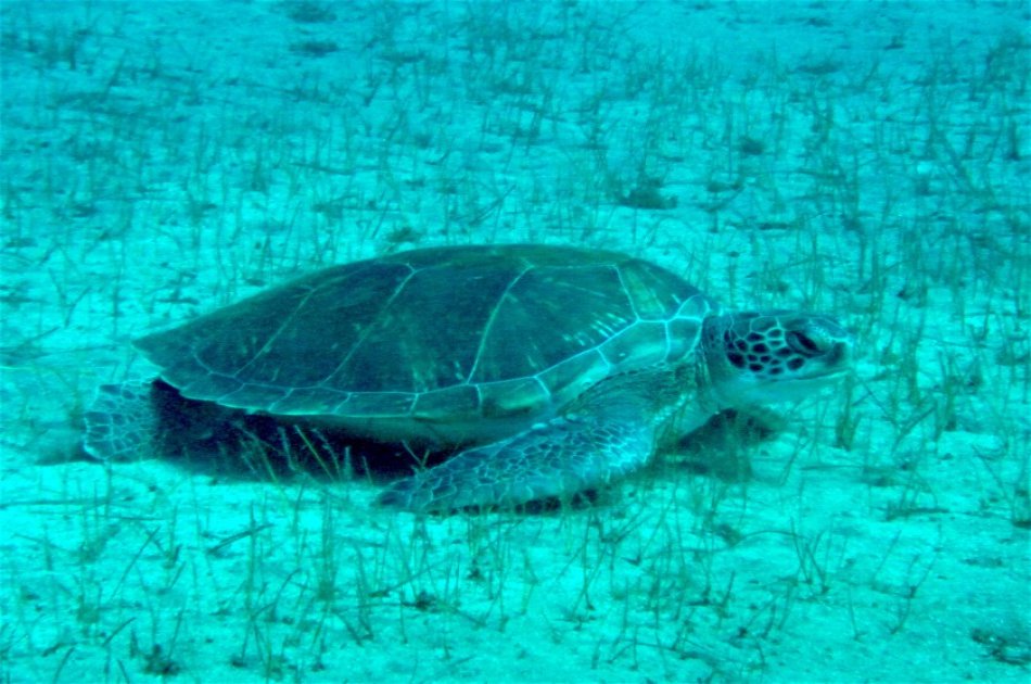 Dives Packages with Transfers in Tenerife