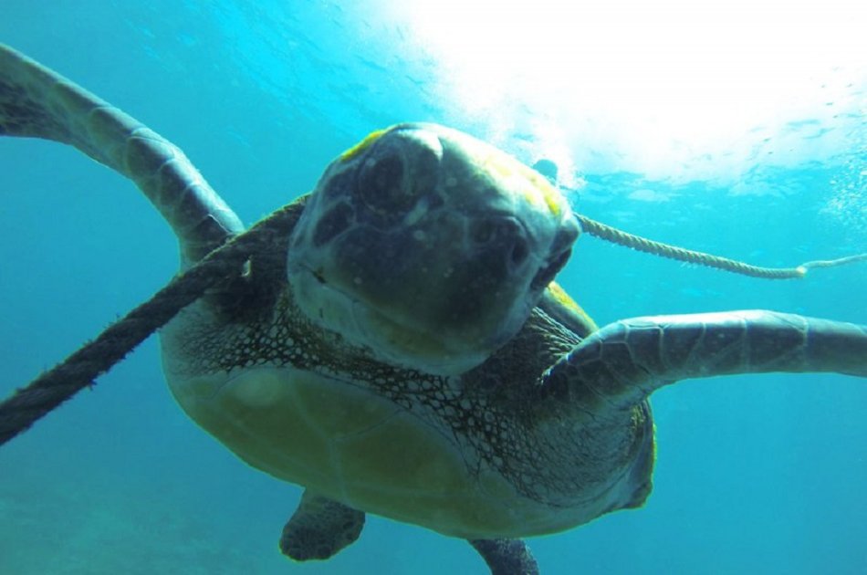 Open Water Course PADI in 3 Days in Los Christianos