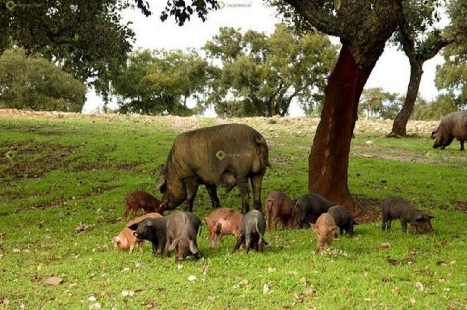 Visit a Pig Farm in Jabugo and Dehesa From Seville
