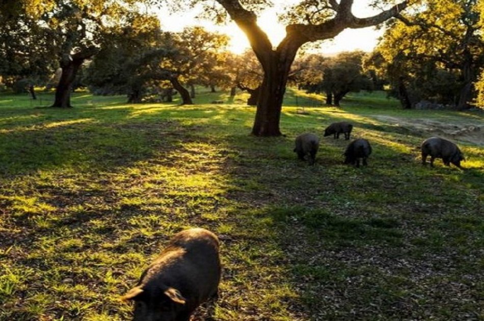 Visit a Pig Farm in Jabugo and Dehesa From Seville