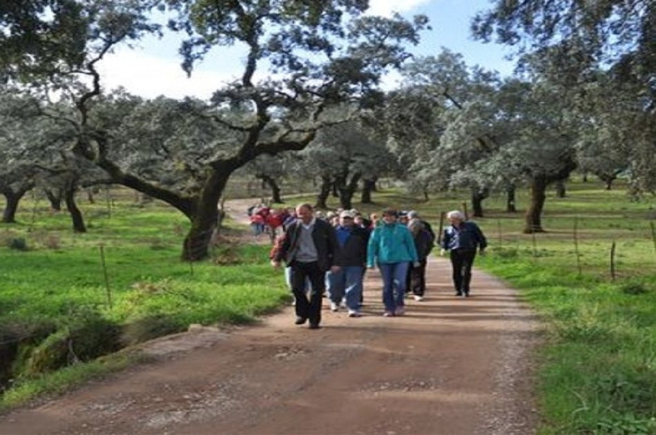 Visit a Pig Farm in Jabugo and Dehesa From Seville