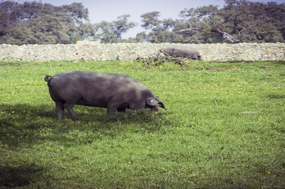 Visit a Pig Farm in Jabugo and Dehesa From Seville
