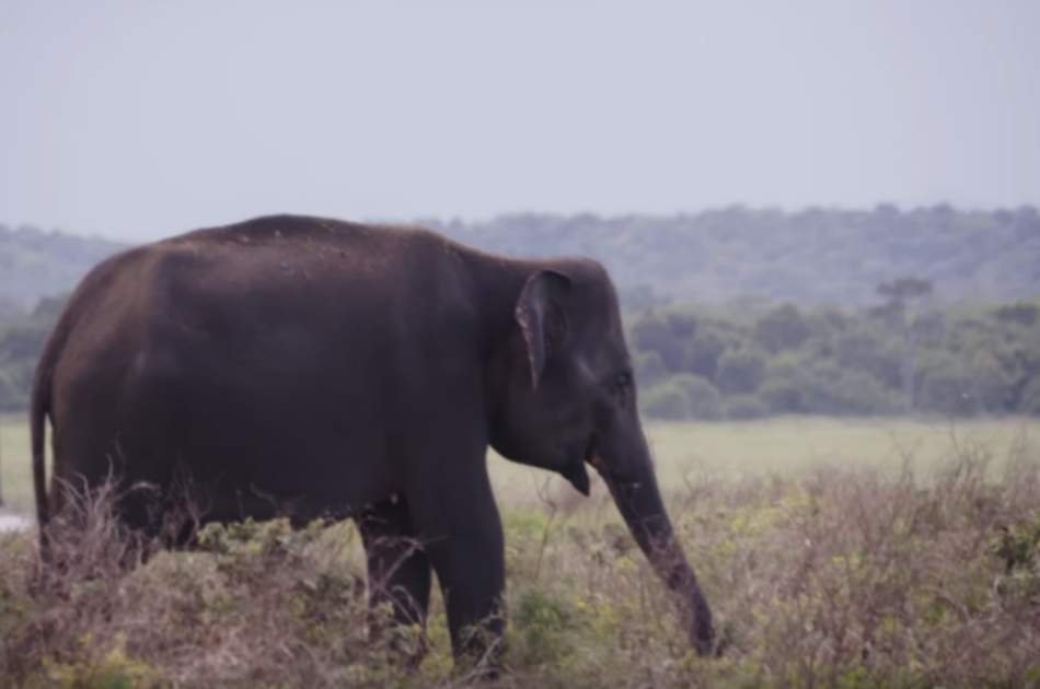 Ceilan Express 8 Day Customizable Private Tour of Sri Lanka