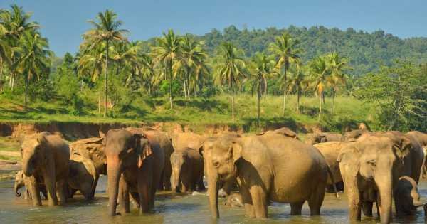 Elephant Explorer Tour From Kandy