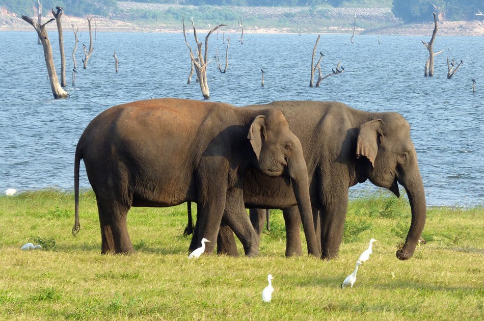 Elephant Explorer Tour From Kandy