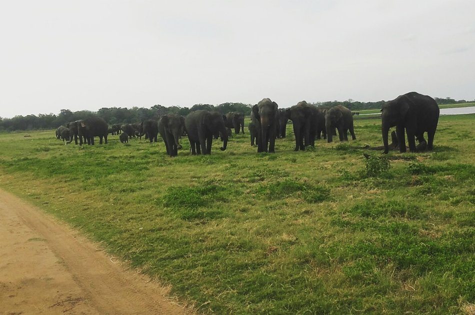 Elephant Explorer Tour From Kandy
