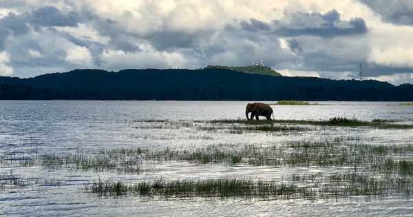 Private Safari: Kaudulla  National Park