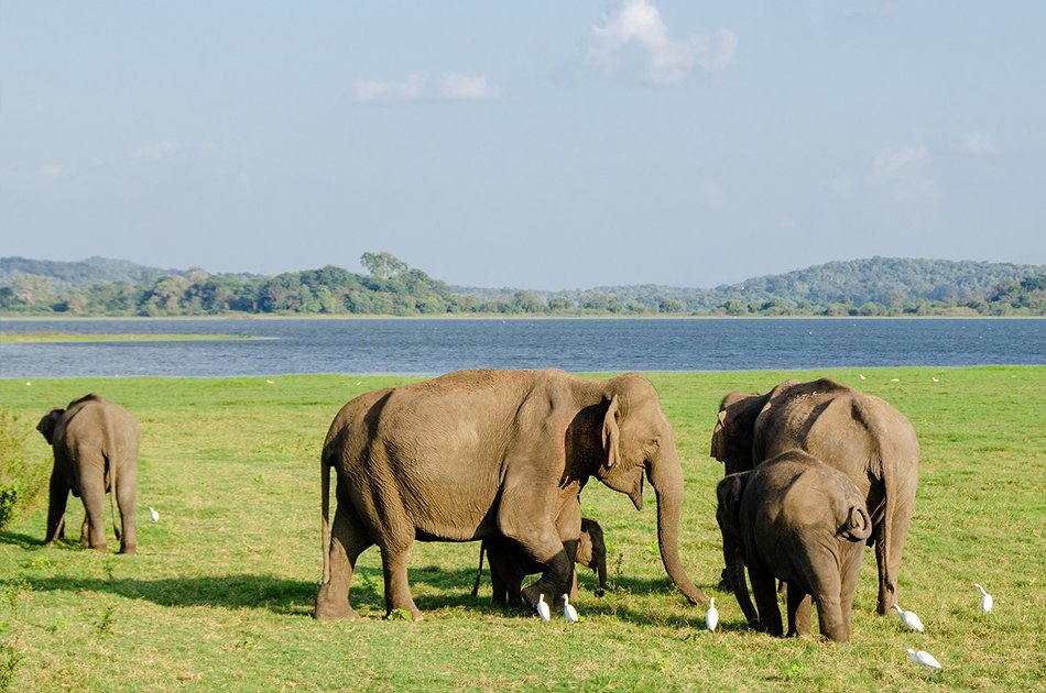 Private Safari: Minneriya National Park