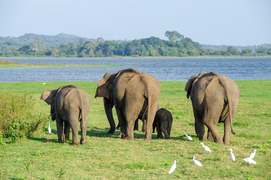 Private Safari: Minneriya National Park