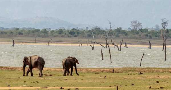 Private Safari: Udawalawe National Park