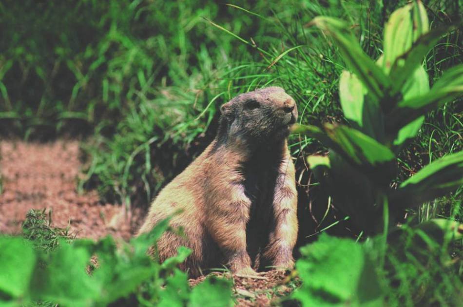 Stanserhorn - Open Top Cable Car