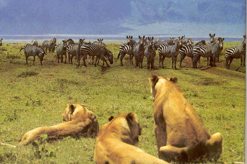 12 Days  Kenya and Tanzania Safari