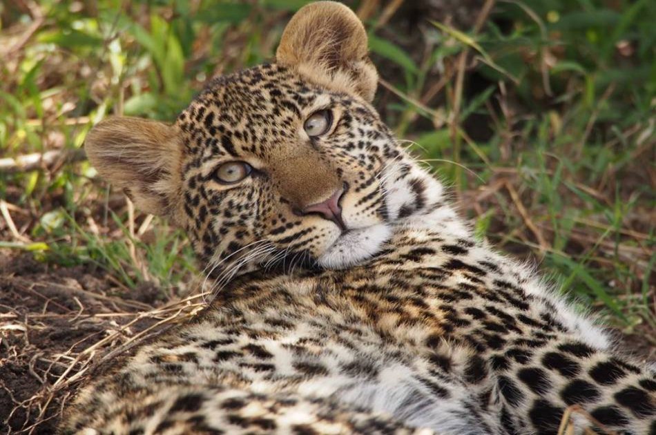 15 Day Family Fun Adventure Safari