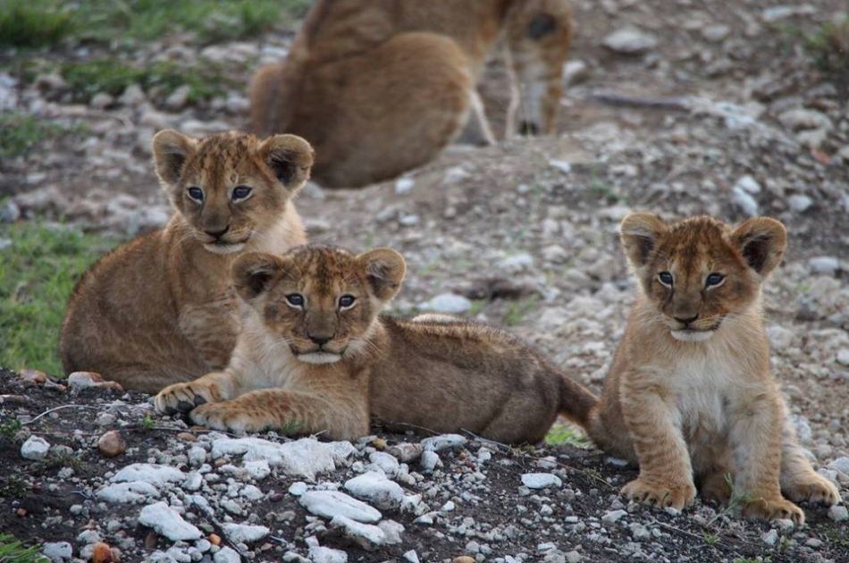 15 Day Family Fun Adventure Safari