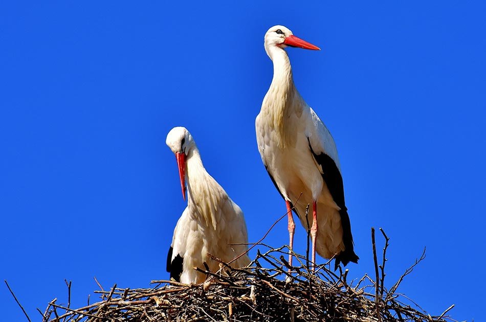 2 Days Safari Lake Manyara National Park/Ngorongoro Crater