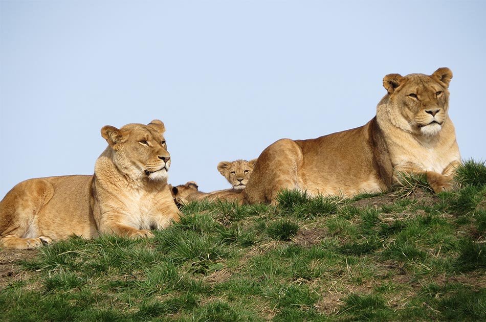 2 Days Safari Lake Manyara National Park/Ngorongoro Crater