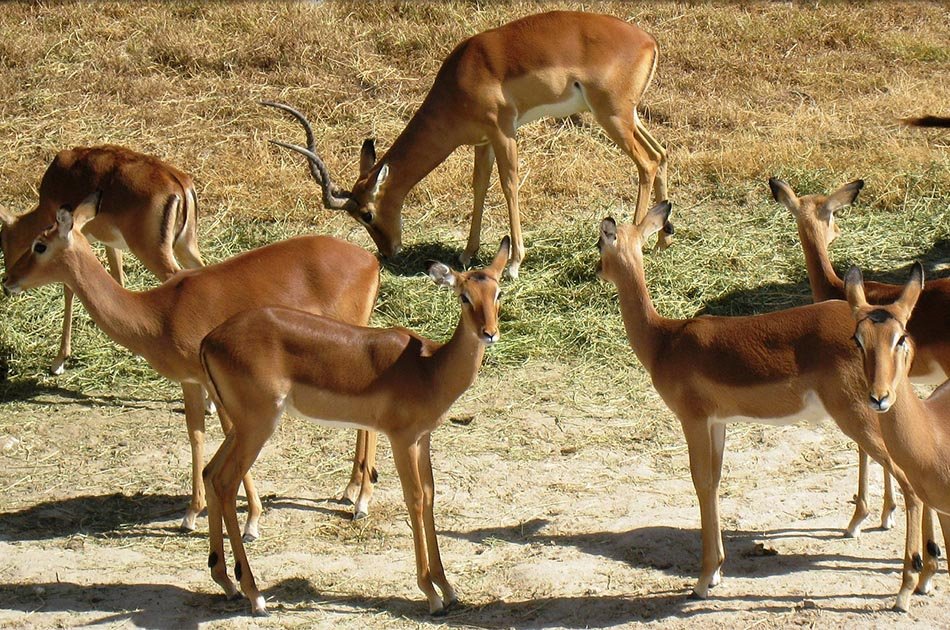 2 Days Safari Lake Manyara National Park/Ngorongoro Crater