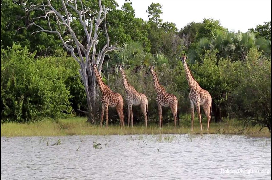 3 Days / 2 Nights Exciting Safari in Mikumi National Park from Zanzibar