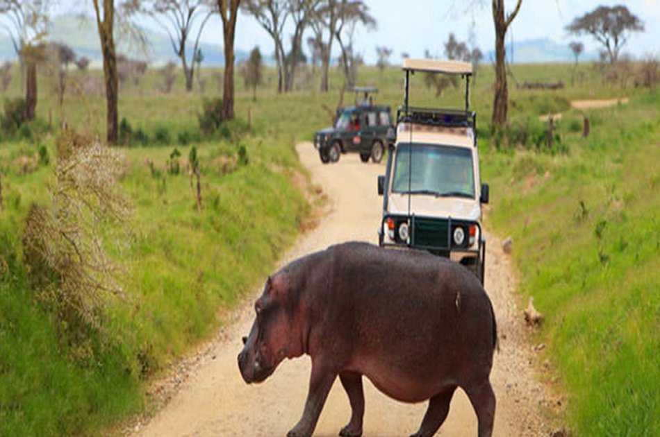 mikumi safari von sansibar