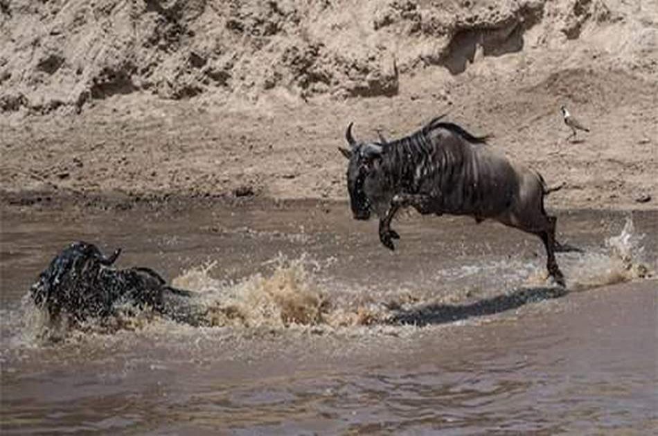 4 Day Camping Safari Group Join in Tanzania