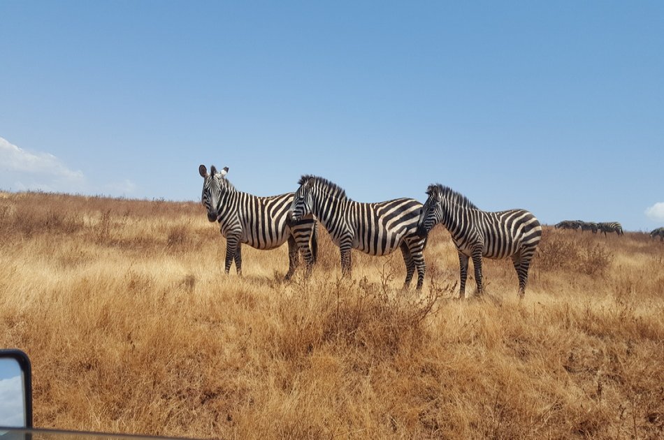 4 Day Camping Safari Group Join in Tanzania