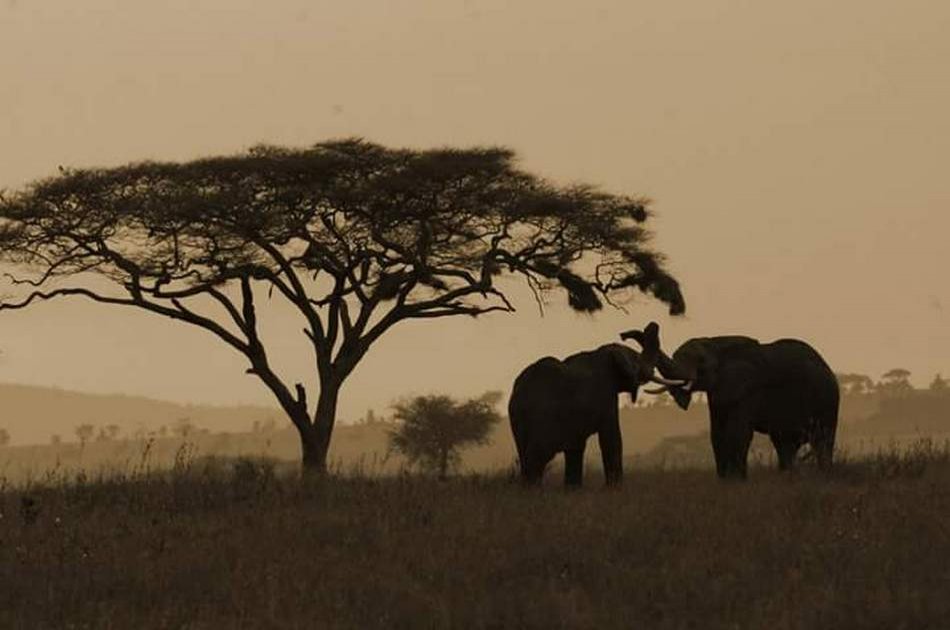 4 Day Camping Safari Group Join in Tanzania