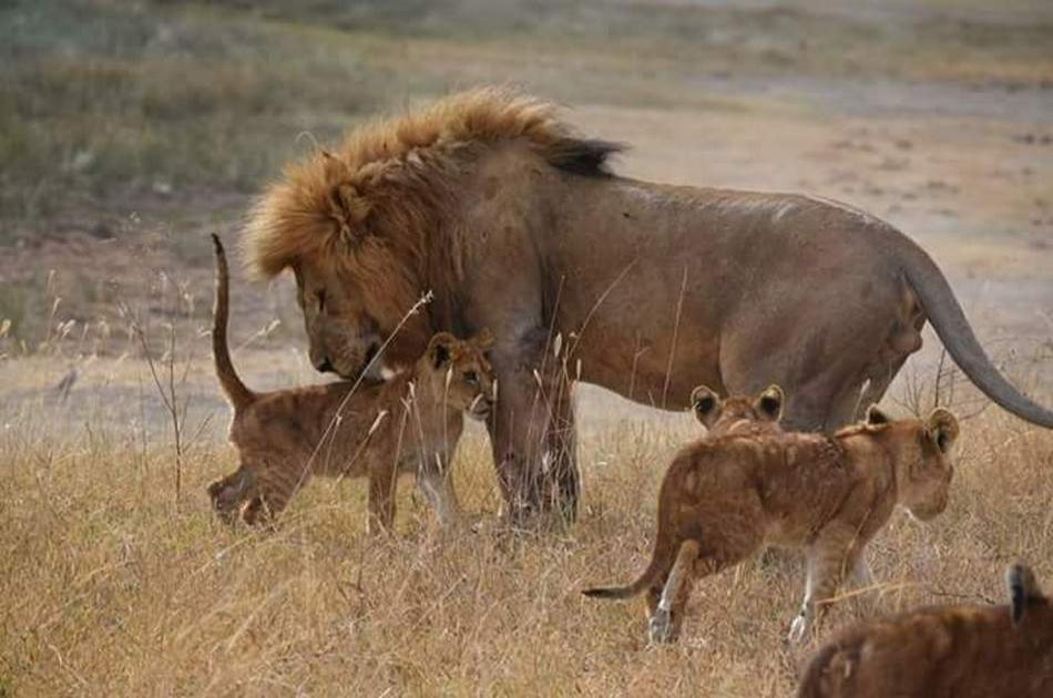 4 Day Camping Safari Group Join in Tanzania