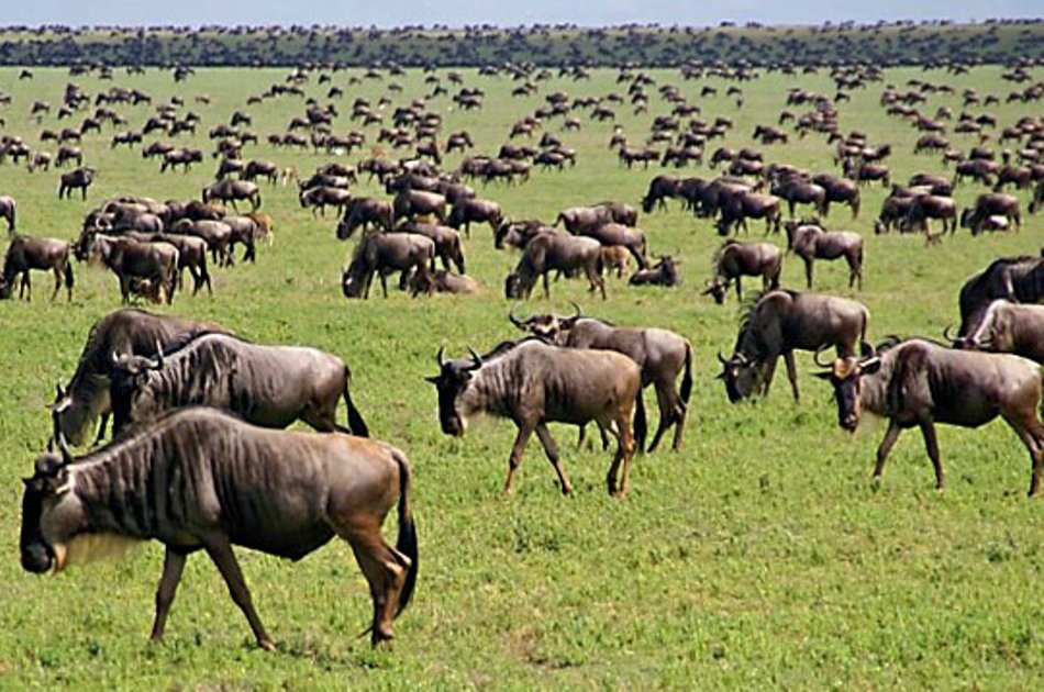 4-Day The Great Wildebeest Calving Migration Safari
