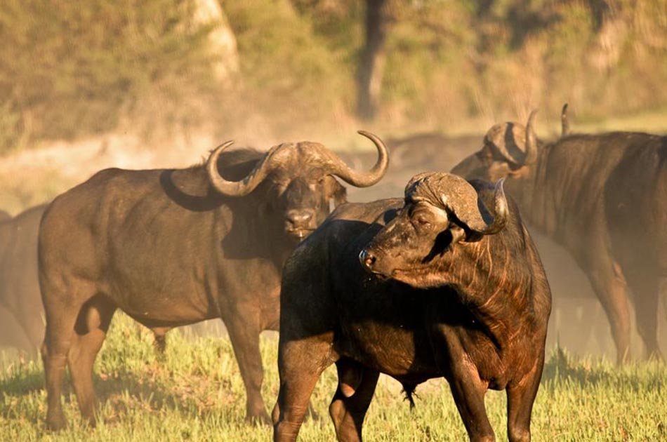 4 Days Safari Lake Manyara/Serengeti National Park/Ngorongoro Crater