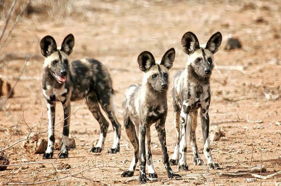 4 Days Safari Lake Manyara/Serengeti National Park/Ngorongoro Crater