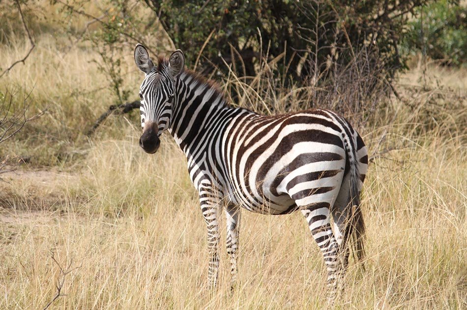 4 Days Safari Lake Manyara/Serengeti National Park/Ngorongoro Crater