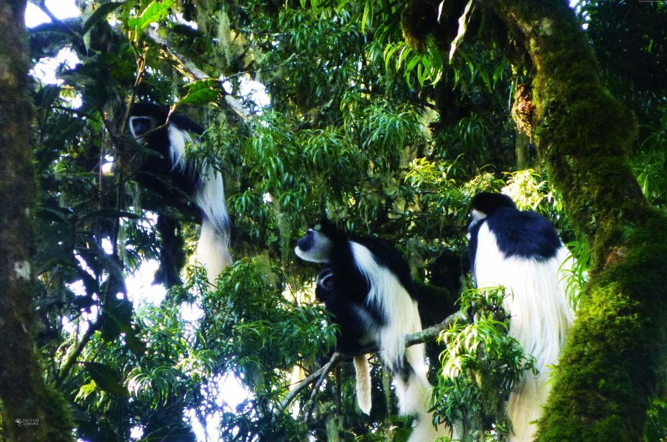 5 Days Kilimanjaro Trekking via Marangu Route + 2 Nights Hotel Stay