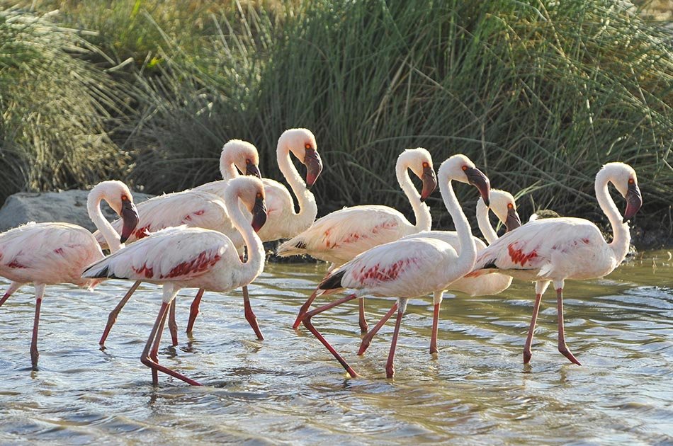 5 Days Safari in Lake Manyara/Serengeti Plains/Ngorongoro Crater