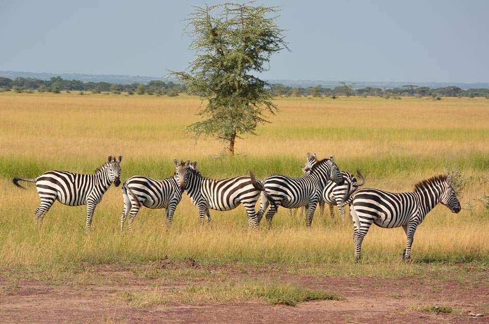 5 Days Safari in Lake Manyara/Serengeti Plains/Ngorongoro Crater
