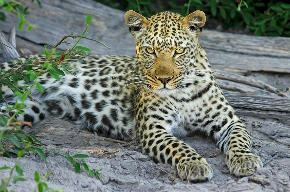 5 Days Safari in Lake Manyara/Serengeti Plains/Ngorongoro Crater