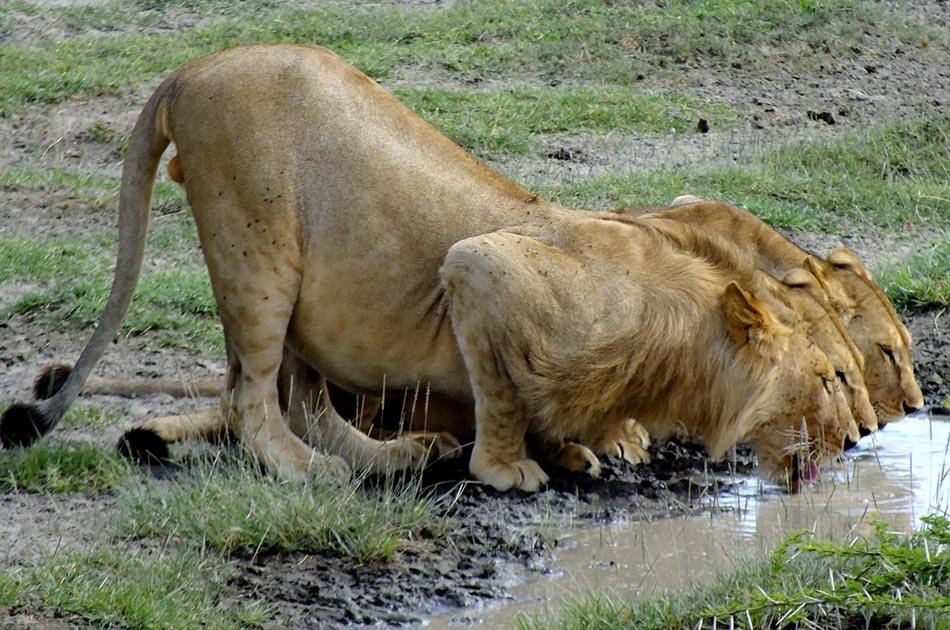 5 Days Safari in Lake Manyara/Serengeti Plains/Ngorongoro Crater