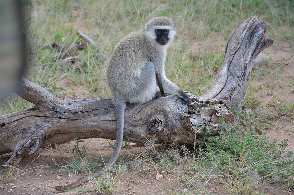 5 Days Safari in Lake Manyara/Serengeti Plains/Ngorongoro Crater