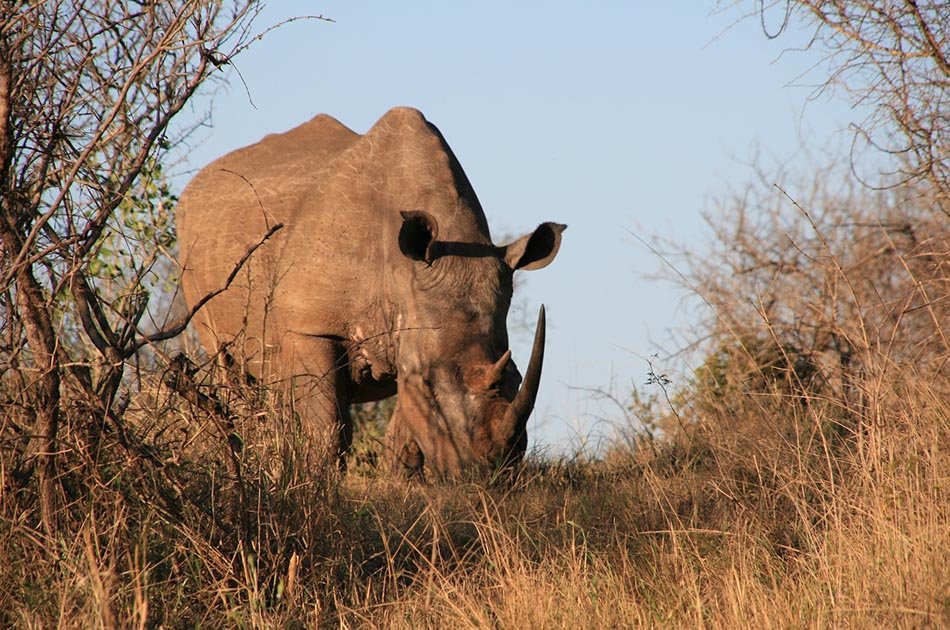 5 Days Safari in Lake Manyara/Serengeti Plains/Ngorongoro Crater