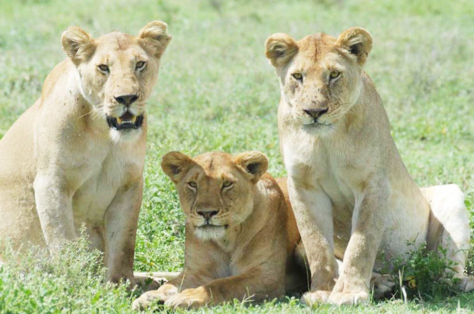 6 Day "Big 5" Safari