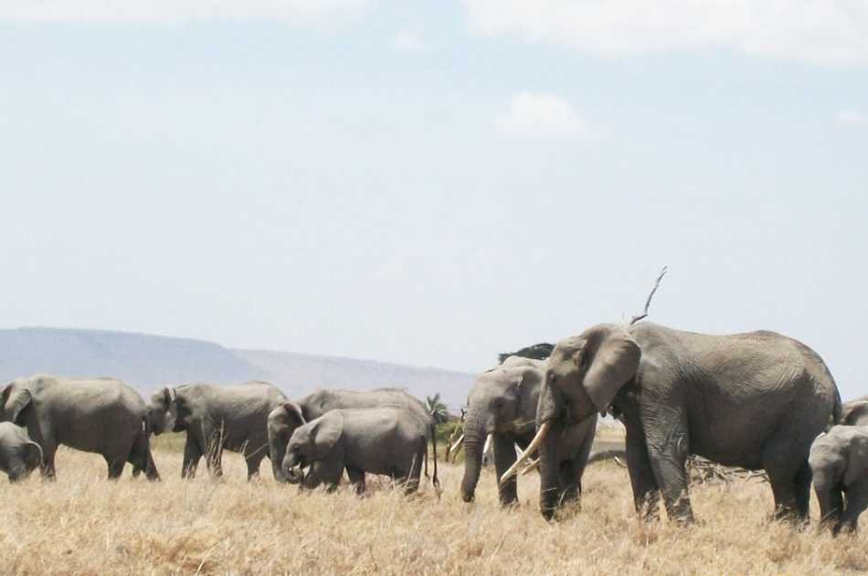 6 Day "Big 5" Safari