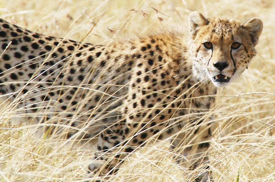 6 Day "Big 5" Safari