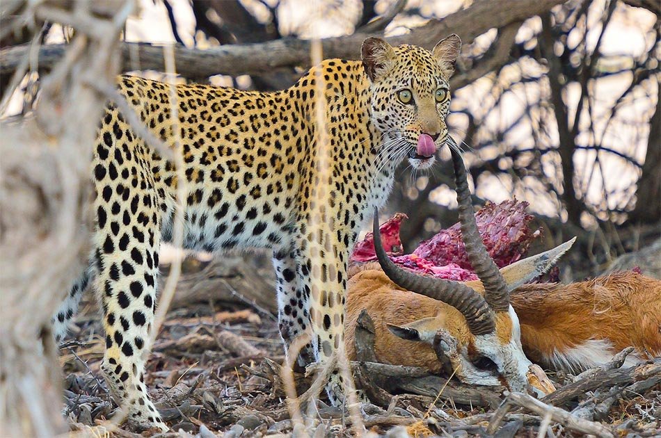 6 Days Safari Lake Manyara/Serengeti Plains/Ngorongoro Crater/Tarangire Park