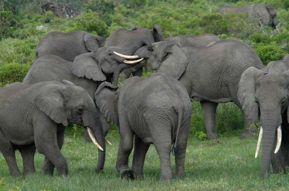 6 Days Tarangire,Ngorongoro Crater & Serengeti Group  Safaris