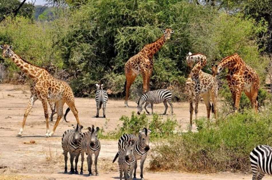 7 Day Tanzania Family Safaris