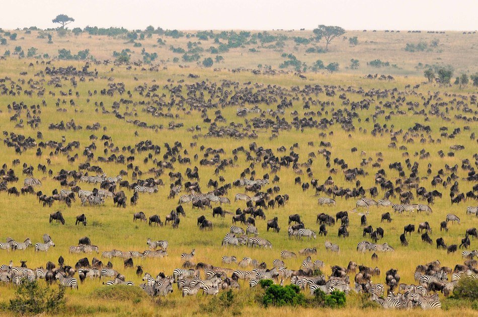 7 Days Best of Tanzania on Safari