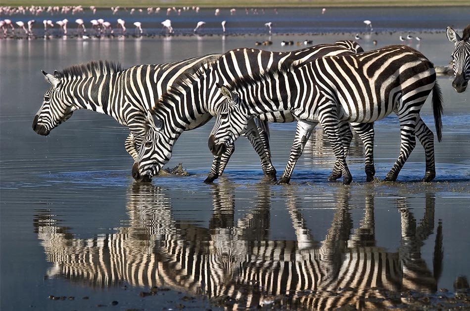 8 Days Cultural Safari Lake Manyara/ Serengeti/Ngorongoro/Lake Eyasi/Tarangire