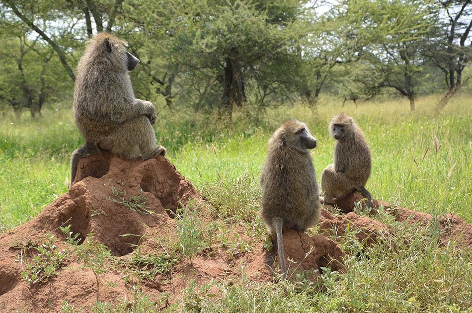 8 Days Migration of Wildbeest Safari Ngorongoro Crater/Serengeti Plains/Ndutu Area